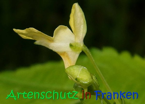 Copyright AiS Albert Meier Bild zum Eintrag (67153-160)