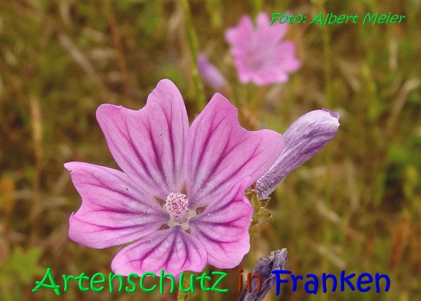 Copyright AiS Albert Meier Bild zum Eintrag (67190-160)