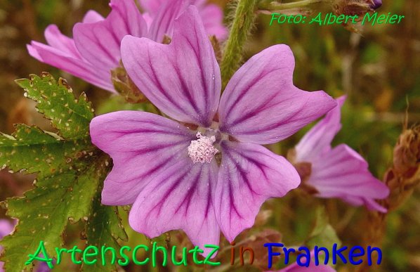 Copyright AiS Albert Meier Bild zum Eintrag (67191-160)