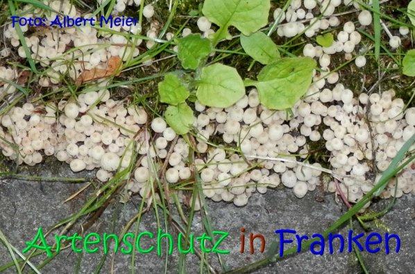 Copyright AiS Albert Meier Bild zum Eintrag (67206-160)