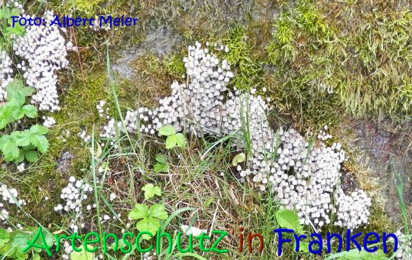 Copyright AiS Albert Meier Bild zum Eintrag (67208-160)