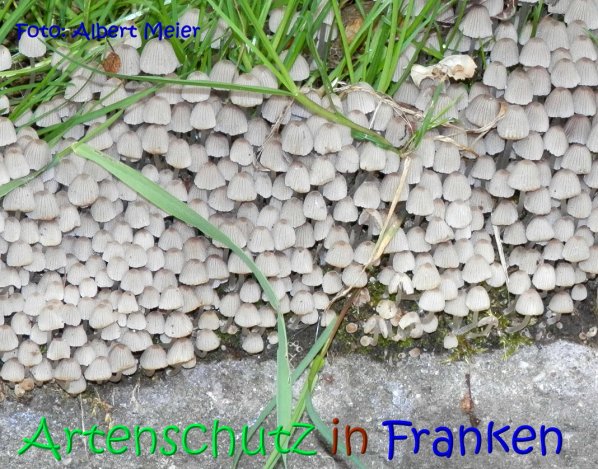 Copyright AiS Albert Meier Bild zum Eintrag (67209-160)