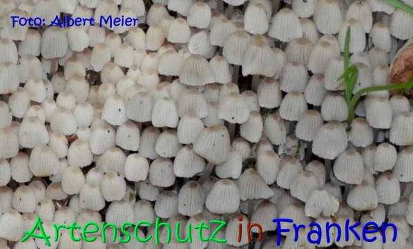 Copyright AiS Albert Meier Bild zum Eintrag (67210-160)