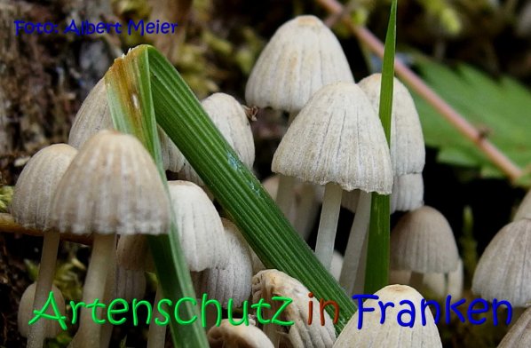 Copyright AiS Albert Meier Bild zum Eintrag (67211-160)