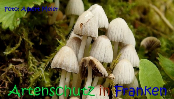 Copyright AiS Albert Meier Bild zum Eintrag (67212-160)