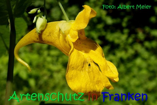 Copyright AiS Albert Meier Bild zum Eintrag (67278-160)