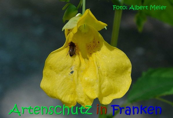 Copyright AiS Albert Meier Bild zum Eintrag (67279-160)