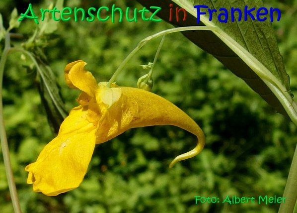 Copyright AiS Albert Meier Bild zum Eintrag (67281-160)