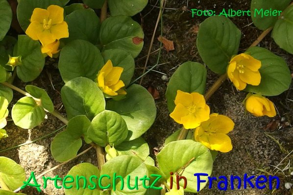 Bild zum Eintrag (67286-160)