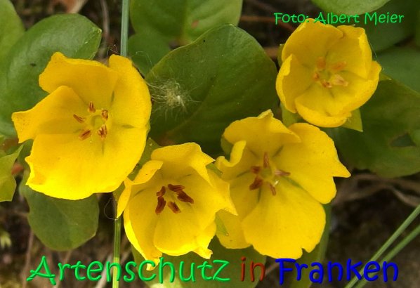 Copyright AiS Albert Meier Bild zum Eintrag (67287-160)