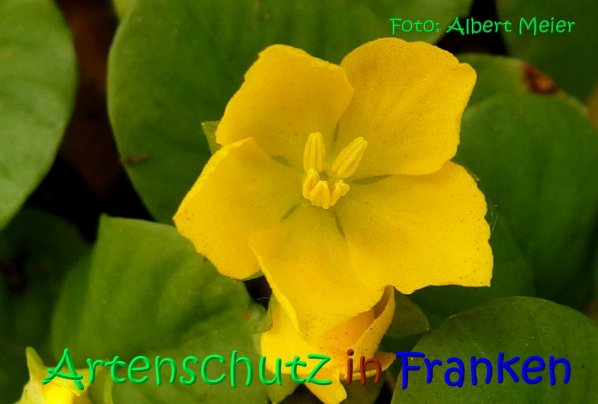 Copyright AiS Albert Meier Bild zum Eintrag (67288-160)