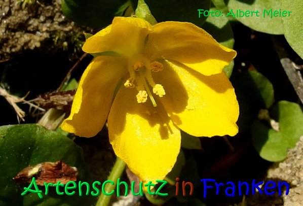 Copyright AiS Albert Meier Bild zum Eintrag (67289-160)