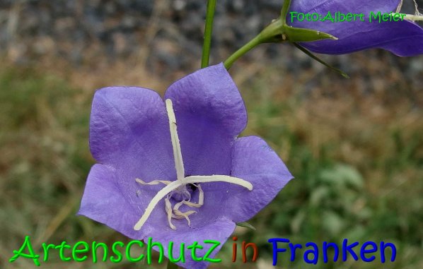 Copyright AiS Albert Meier Bild zum Eintrag (67388-160)