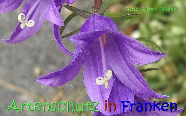 Copyright AiS Albert Meier Bild zum Eintrag (67448-160)