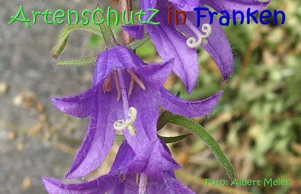 Copyright AiS Albert Meier Bild zum Eintrag (67449-160)