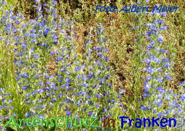 Copyright AiS Albert Meier Bild zum Eintrag (67469-160)