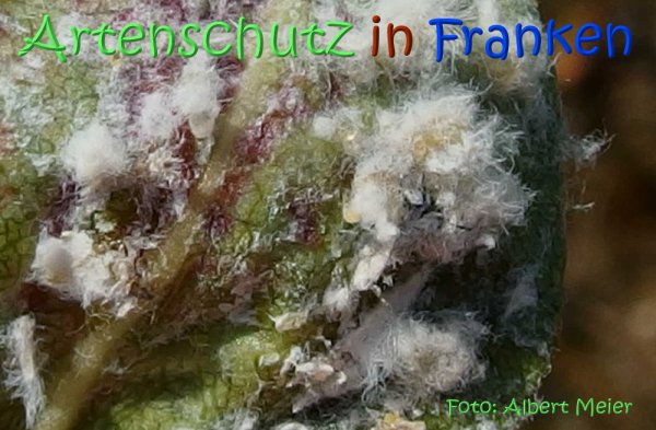 Copyright AiS Albert Meier Bild zum Eintrag (67515-160)