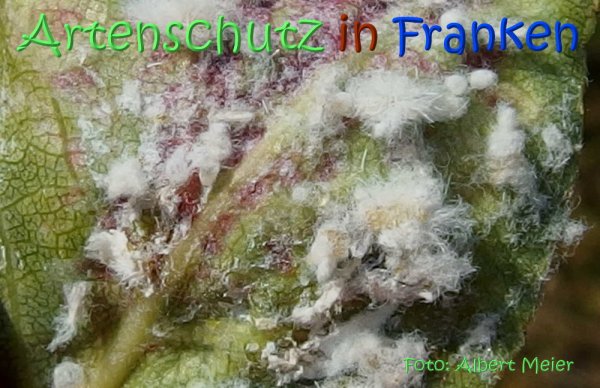 Copyright AiS Albert Meier Bild zum Eintrag (67516-160)