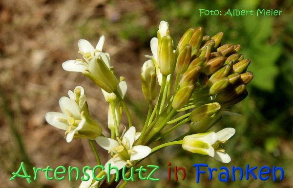 Copyright AiS Albert Meier Bild zum Eintrag (67523-160)