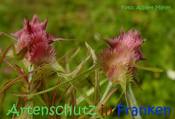 Copyright AiS Albert Meier Bild zum Eintrag (67536-160)