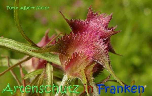 Copyright AiS Albert Meier Bild zum Eintrag (67537-160)