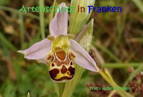 Copyright AiS Albert Meier Bild zum Eintrag (67551-160)