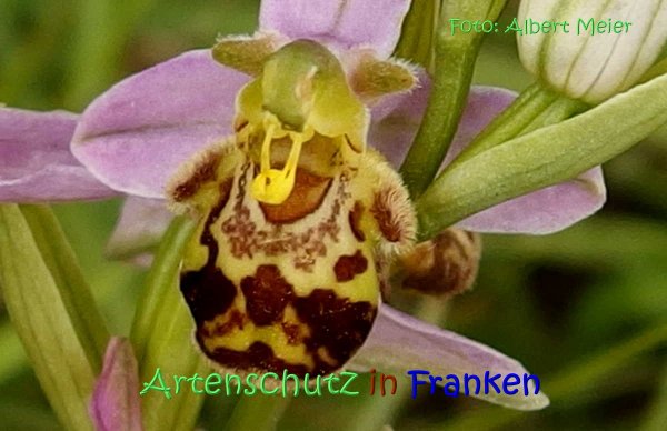 Copyright AiS Albert Meier Bild zum Eintrag (67552-160)