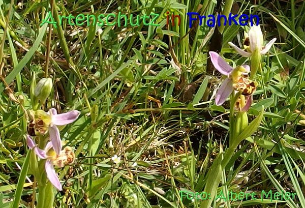 Copyright AiS Albert Meier Bild zum Eintrag (67553-160)