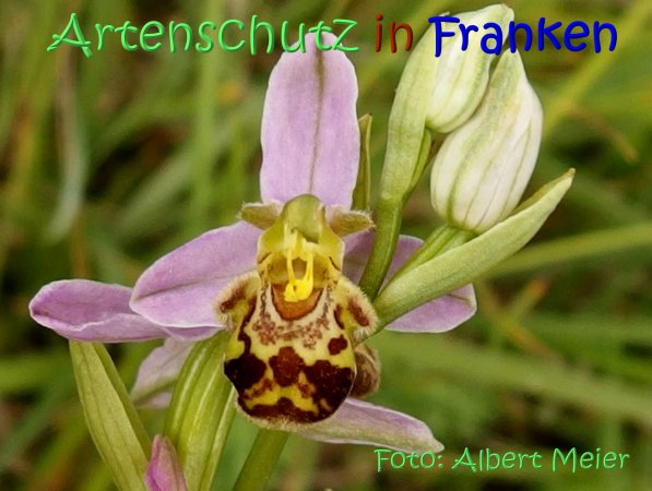 Copyright AiS Albert Meier Bild zum Eintrag (67555-160)