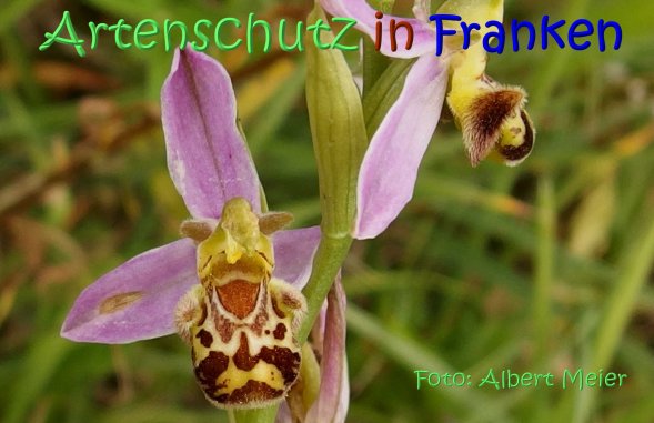 Copyright AiS Albert Meier Bild zum Eintrag (67556-160)