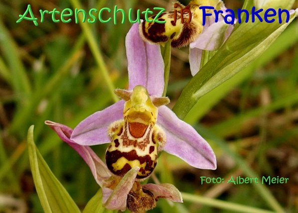 Copyright AiS Albert Meier Bild zum Eintrag (67558-160)