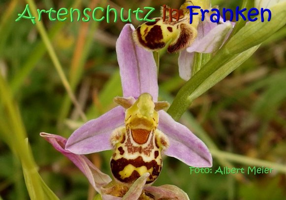 Copyright AiS Albert Meier Bild zum Eintrag (67561-160)