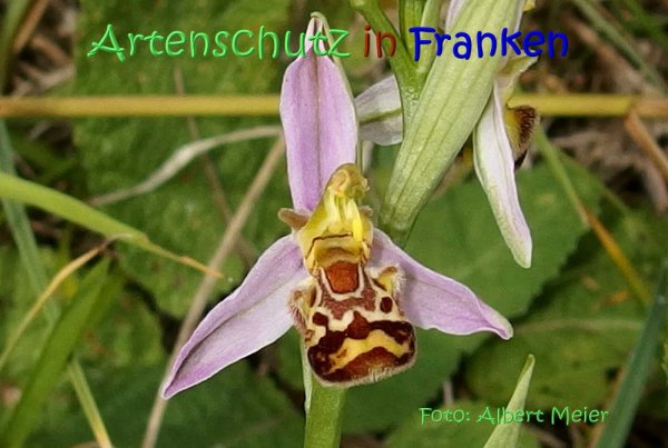 Copyright AiS Albert Meier Bild zum Eintrag (67562-160)