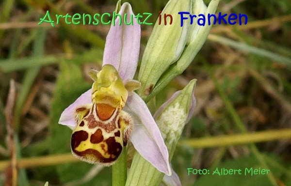 Copyright AiS Albert Meier Bild zum Eintrag (67563-160)