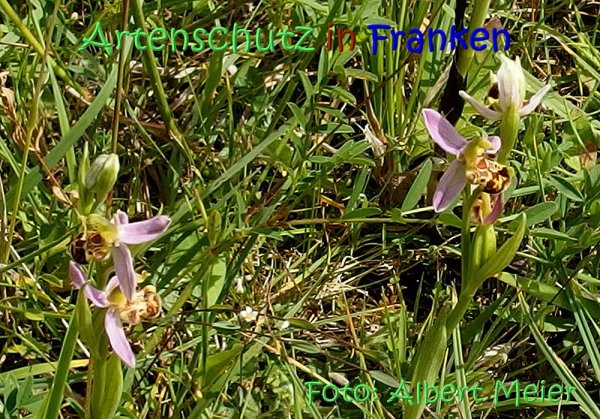 Copyright AiS Albert Meier Bild zum Eintrag (67565-160)