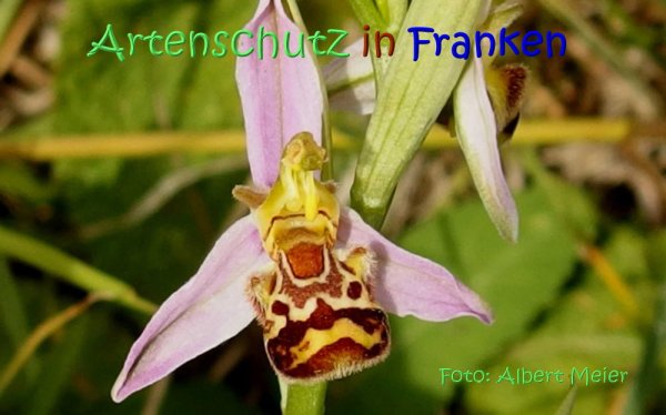 Copyright AiS Albert Meier Bild zum Eintrag (67566-160)