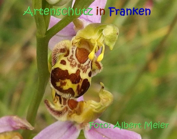 Copyright AiS Albert Meier Bild zum Eintrag (67567-160)