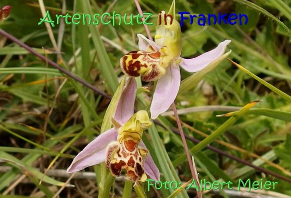 Copyright AiS Albert Meier Bild zum Eintrag (67570-160)