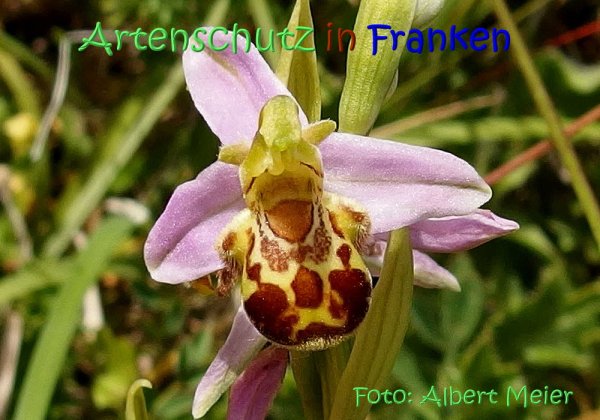 Copyright AiS Albert Meier Bild zum Eintrag (67572-160)