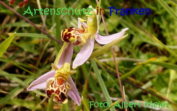 Copyright AiS Albert Meier Bild zum Eintrag (67575-160)