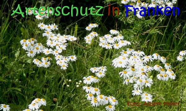 Copyright AiS Albert Meier Bild zum Eintrag (67606-160)