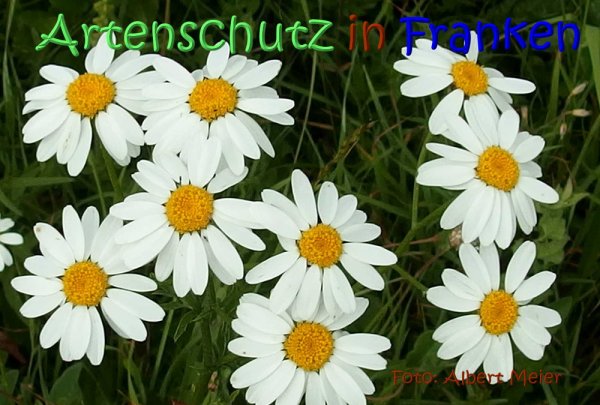 Copyright AiS Albert Meier Bild zum Eintrag (67607-160)
