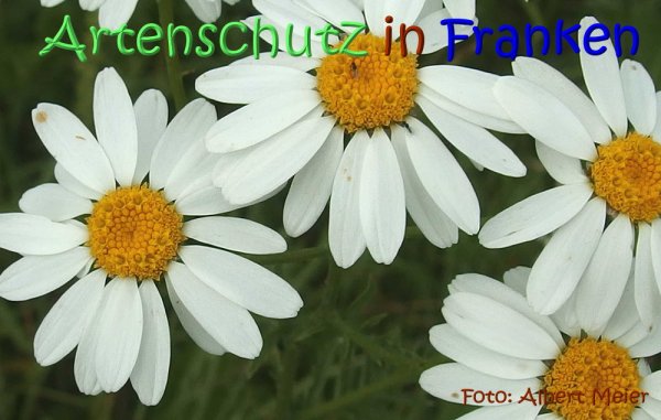 Copyright AiS Albert Meier Bild zum Eintrag (67608-160)