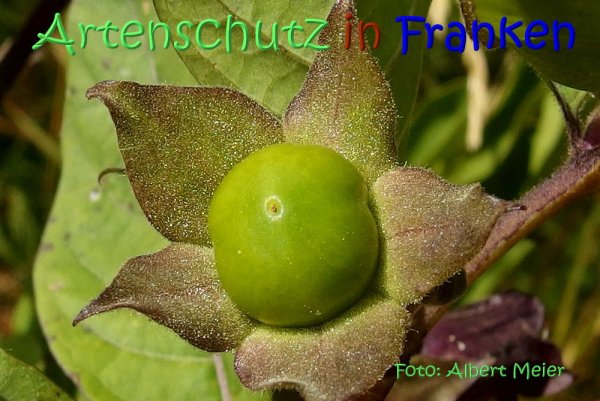 Copyright AiS Albert Meier Bild zum Eintrag (67654-160)