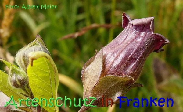 Copyright AiS Albert Meier Bild zum Eintrag (67655-160)