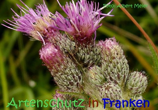 Copyright AiS Albert Meier Bild zum Eintrag (67670-160)