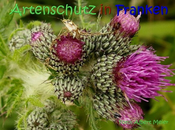 Copyright AiS Albert Meier Bild zum Eintrag (67671-160)