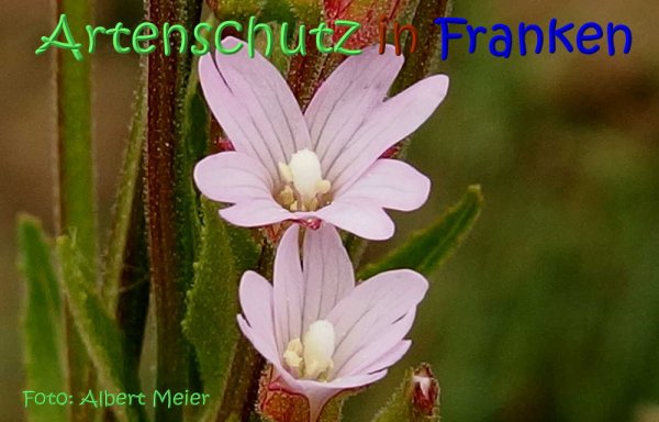 Copyright AiS Albert Meier Bild zum Eintrag (67675-160)