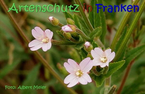 Copyright AiS Albert Meier Bild zum Eintrag (67676-160)