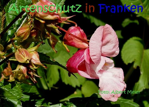 Copyright AiS Albert Meier Bild zum Eintrag (67685-160)